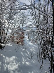 si esce dal bosco per arrivare sull'Alta Via dei Monti Liguri