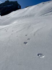 Tracce di lupo?! 