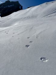 Tracce di lupo?! 