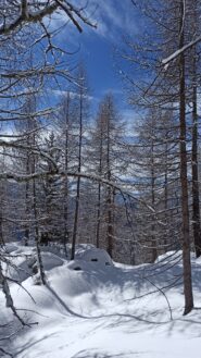 Ravanando fuori sentiero per il bosco su neve immacolata