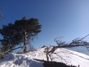 In cima.