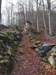 In salita tra i faggi 