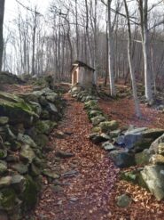 In salita tra i faggi 