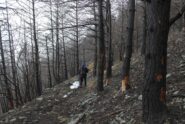 Il bosco bruciato