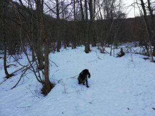 Traccia che sale nel bosco