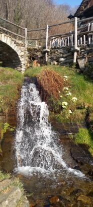 Acqua e primule a Tappia