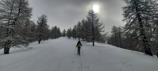 Nel lariceto