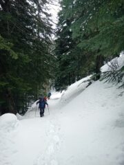 il tratto nella pineta 