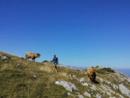 Esemplari di fauna locale e alloctona, facilmente confondibili tra loro, in pacifica convivenza