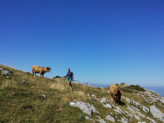 Esemplari di fauna locale e alloctona, facilmente confondibili tra loro, in pacifica convivenza