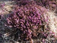 Erica in fiore 