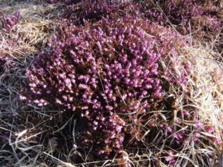 Erica in fiore 