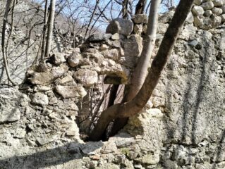 oplus_2