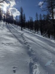 Quasi al colletto 