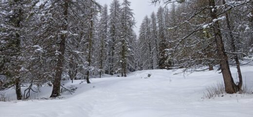 Salita nel Bosco delle Navette 