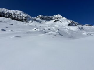 Lucellina