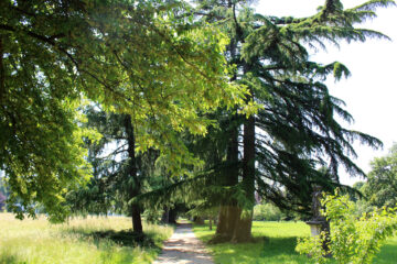 Viale alberato