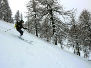 Verso la metà inferiore del lariceto