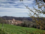 Coiromonte e corniolo in fiore. 