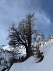 Il larice plurisecolare 
