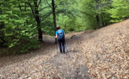 faggeta in discesa dal briasco
