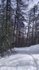 Salendo nel bosco