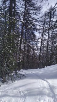 Salendo nel bosco