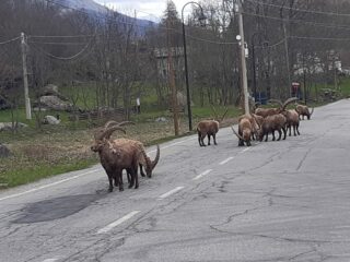 Blocco stradale...