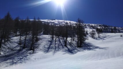 Alla fine dal bosco rado
