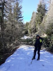 Abeti caduti sul percorso.