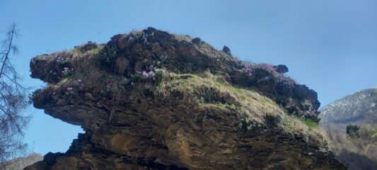 Una bella variante di primula 