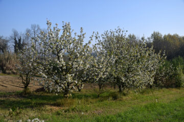 Cigliegi in fiore