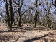 Sentiero nel castagneto