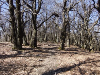 Sentiero nel castagneto