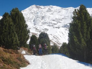 Salita dai Forni tra i pini cembri
