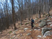 scendendo nella bella faggeta