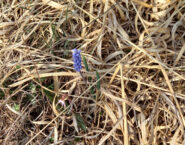 Muscari azzurro