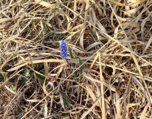 Muscari azzurro