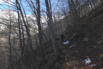 Nel bel bosco