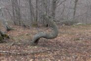 Stranezze della natura