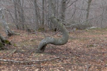 Stranezze della natura