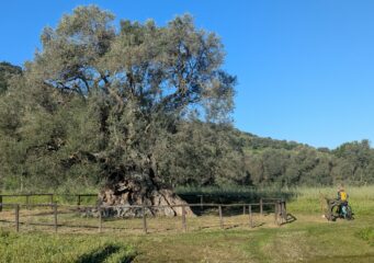 Ulivo Sa Reina nella zona di S'Ortu Mannu