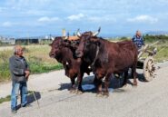 Coppia di buoi a Sant'Antioco