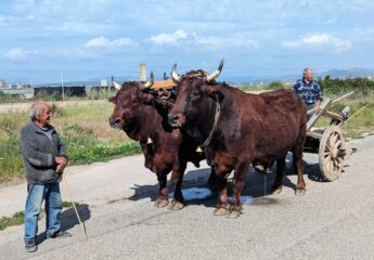 Coppia di buoi a Sant'Antioco