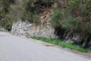 Lo stacco del sentiero 8 dalla SP per Covarey: fine dell’asfalto
