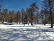 Nel bosco sotto Tza Fontaney