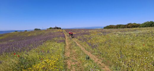 La Murgia Materana in primavera un autentico giardino fiorito 