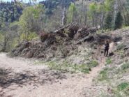 Chiusura dell'anello fatto passando dall'Alpe Valmaggiore.