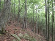 il bosco di faggi