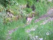Cerbiatti a Caprile